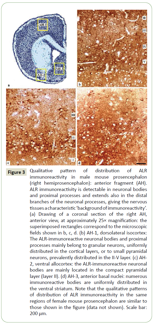 jneuro-anterior-fragment