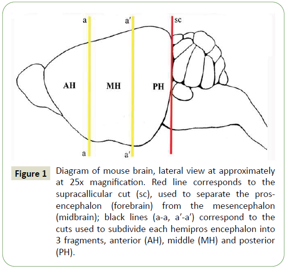 jneuro-lateral-view