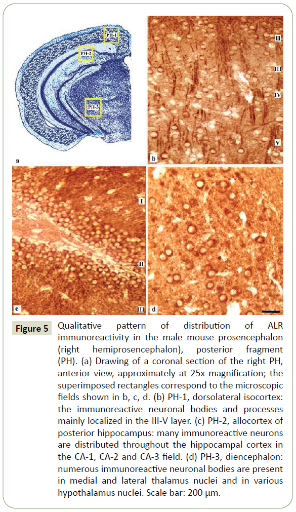 jneuro-posterior-fragment