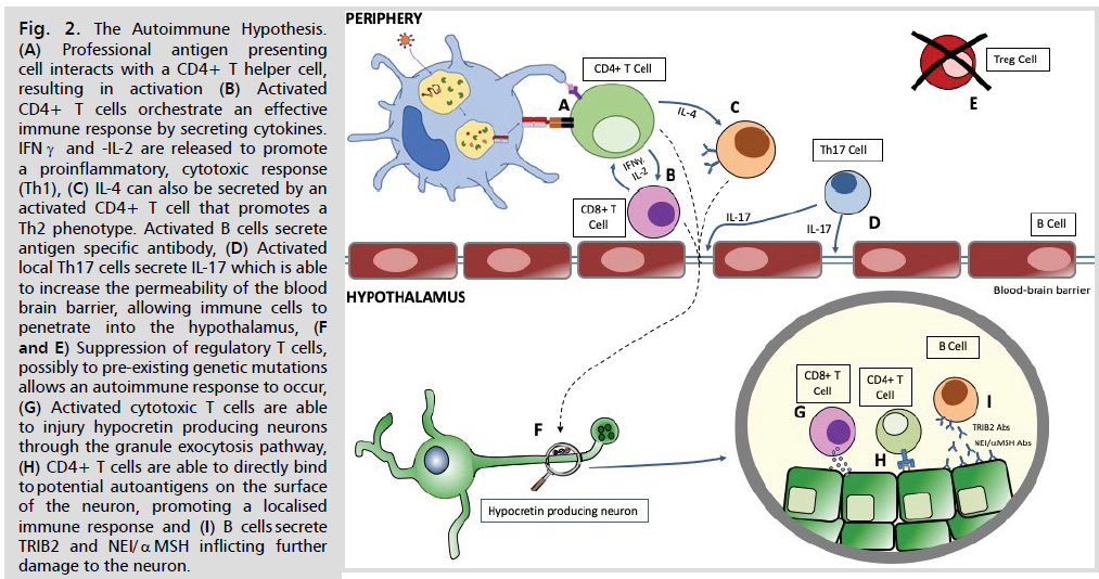 neurology-neuroscience-permeability