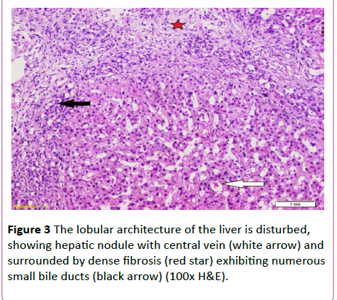 Annals-Clinical-Laboratory-lobular-architecture