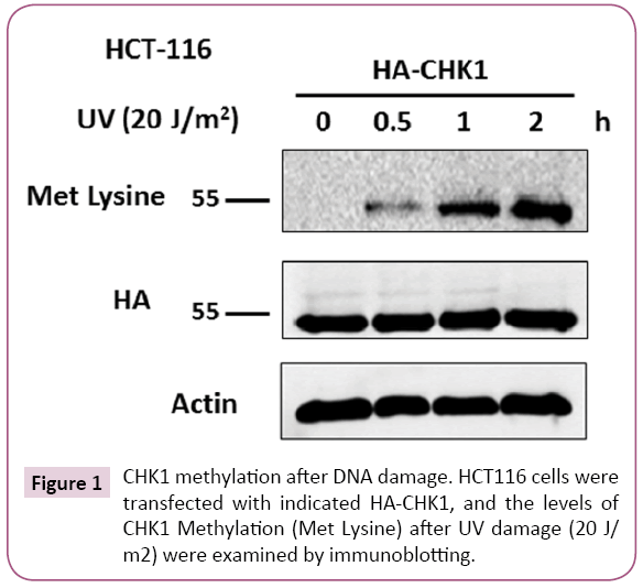 Archives-Cancer-Research-CHK1-methylation