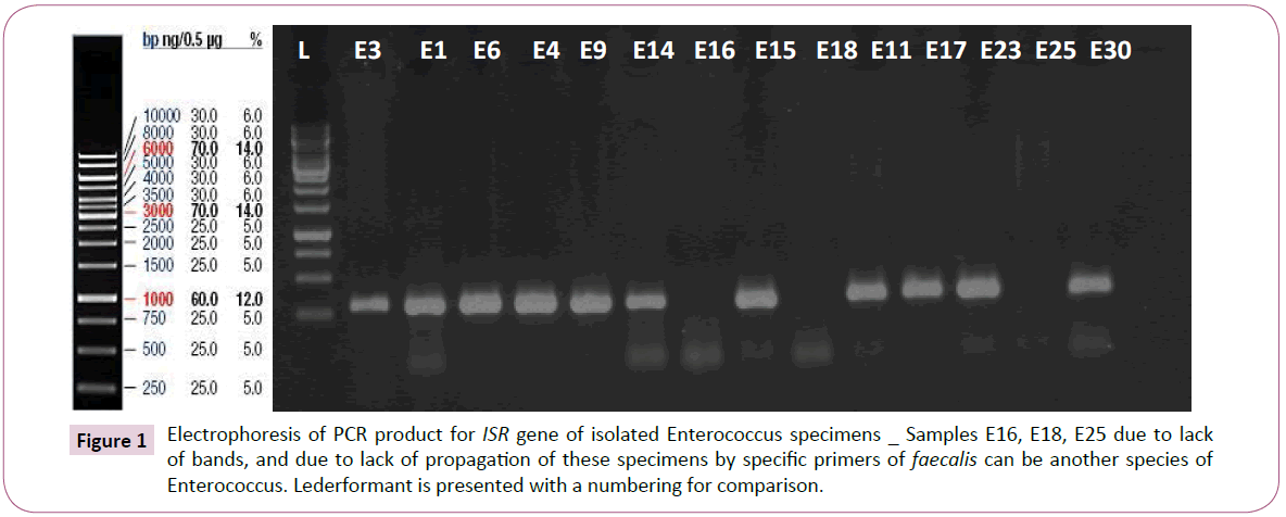 Archives-Clinical-Microbiology-Enterococcus-specimens