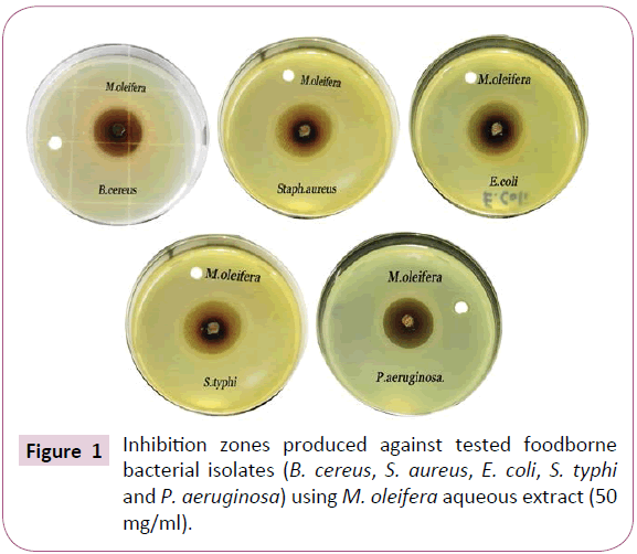 Archives-Clinical-Microbiology-Inhibition-zones