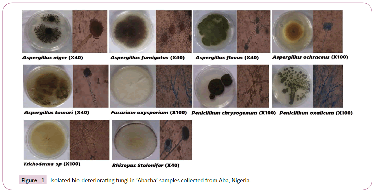 Archives-Clinical-Microbiology-Isolated-bio-deteriorating