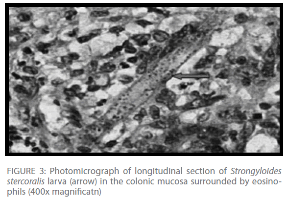 Archives-Clinical-Microbiology-Photomicrograph-longitudinal