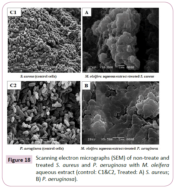 Archives-Clinical-Microbiology-Scanning-electron-micrographs