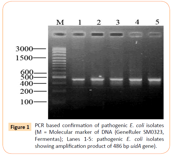 Archives-Clinical-Microbiology-confirmation-pathogenic-E-coli