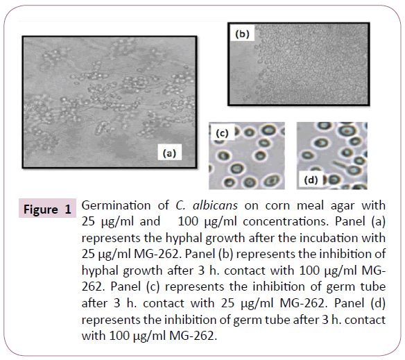 Archives-Clinical-Microbiology-corn-meal-agar