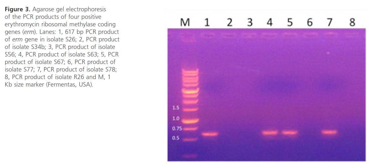 Archives-Clinical-Microbiology-erythromycin-ribosomal-methylase