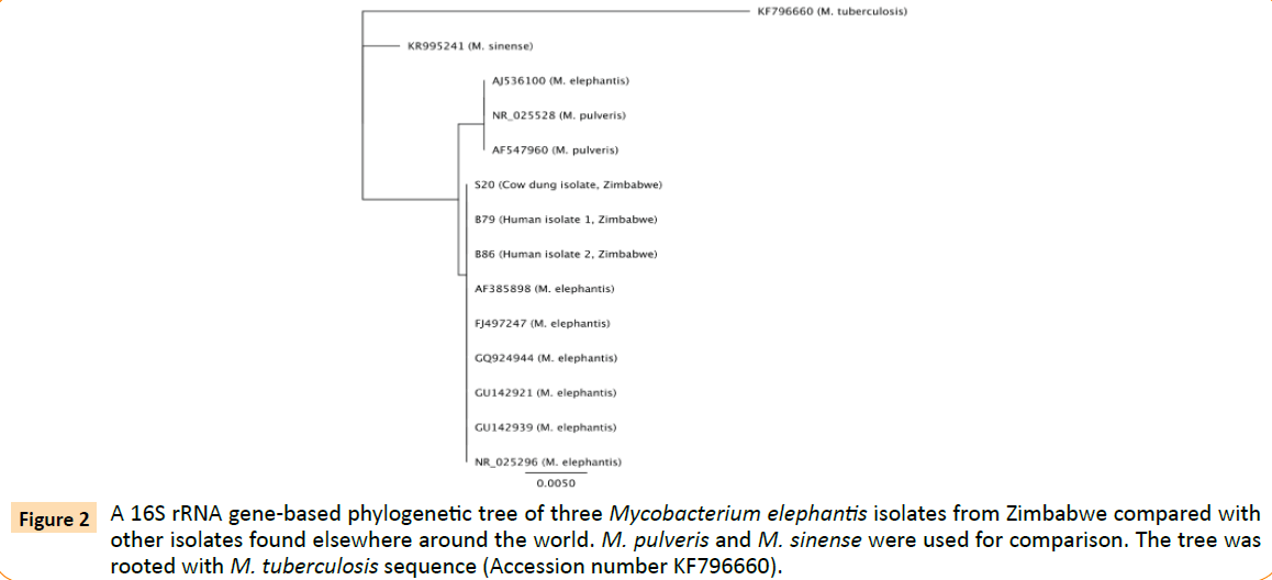 Archives-Clinical-Microbiology-gene-based-phylogenetic