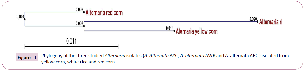 Archives-Clinical-Phylogeny-three-studied