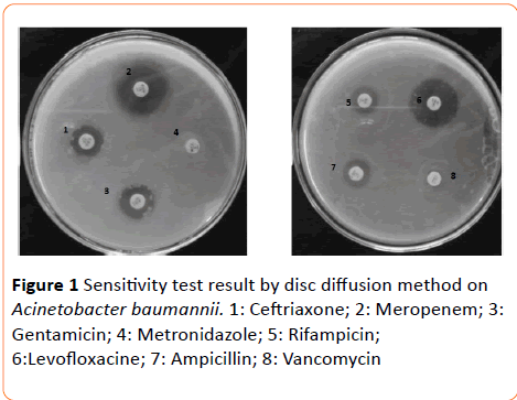 Archives-of-Clinical-Microbiology-Sensitivity-test-result