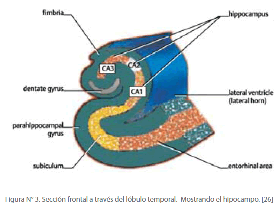 Archivos-de-Medicina-Mostrando-hipocampo