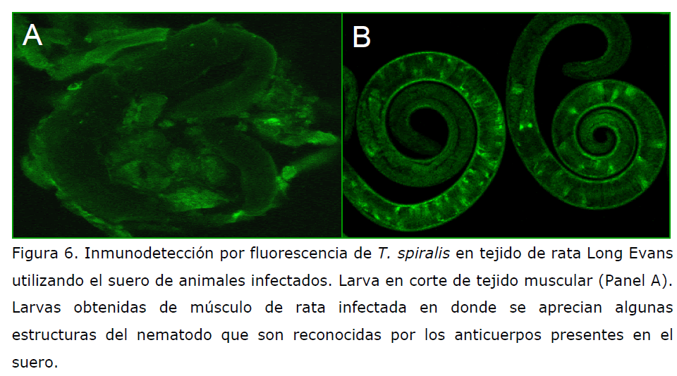 Archivos-de-Medicina-animales-infectados