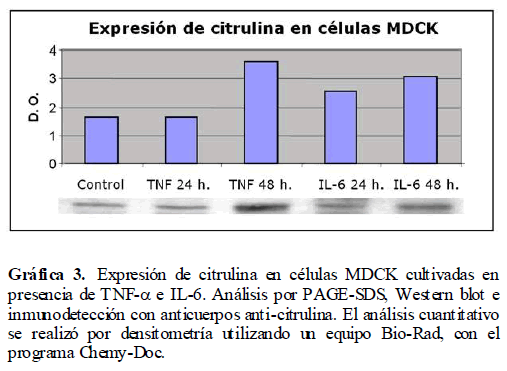 Archivos-de-Medicina-anticuerpos-anti-citrulina