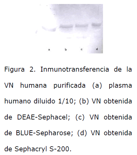 Archivos-de-Medicina-humana-purificada