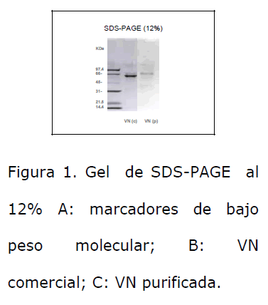 Archivos-de-Medicina-peso-molecular