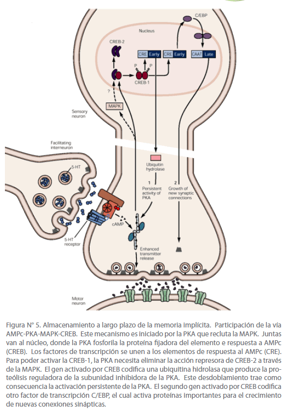 Archivos-de-Medicina-subunidad-inhibidora