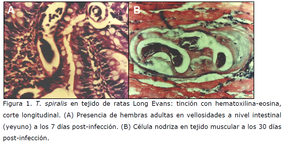 Archivos-de-Medicina-vellosidades-nivel-intestinal