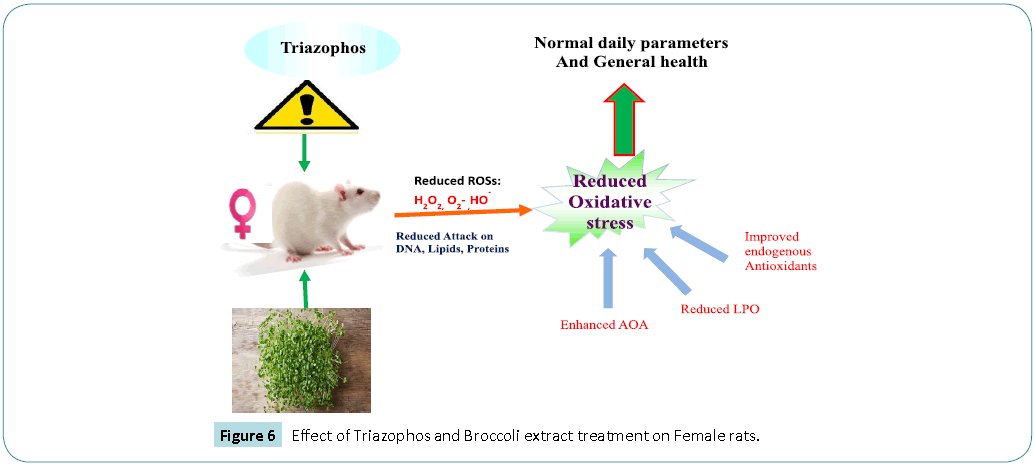 Biomedical-Sciences-Effect-Triazophos-Broccoli-extract-treatment-Female-rats