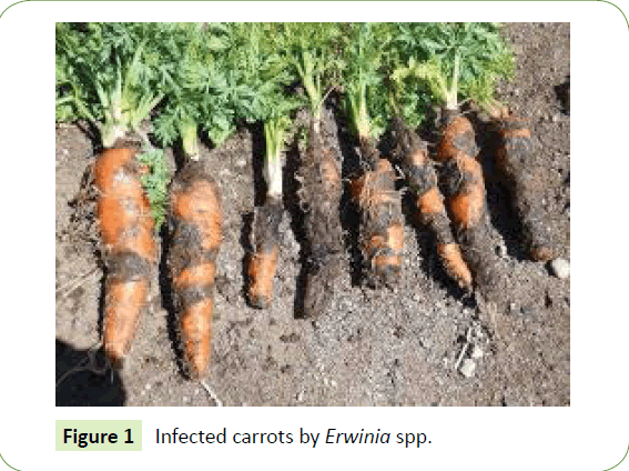 Biomedical-Sciences-Infected-carrots