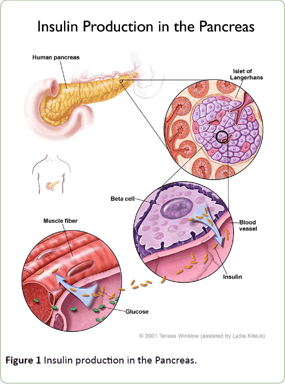 Biomedical-Sciences-Insulin-production