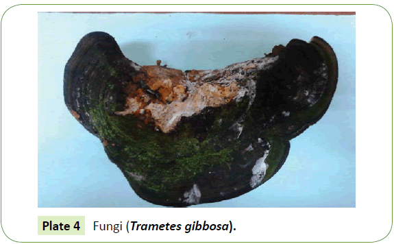 Biomedical-Sciences-Trametes-gibbosa