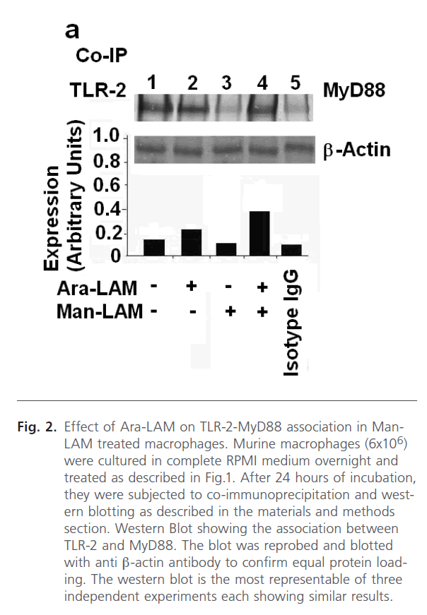 Biomedical-Sciences-equal-protein