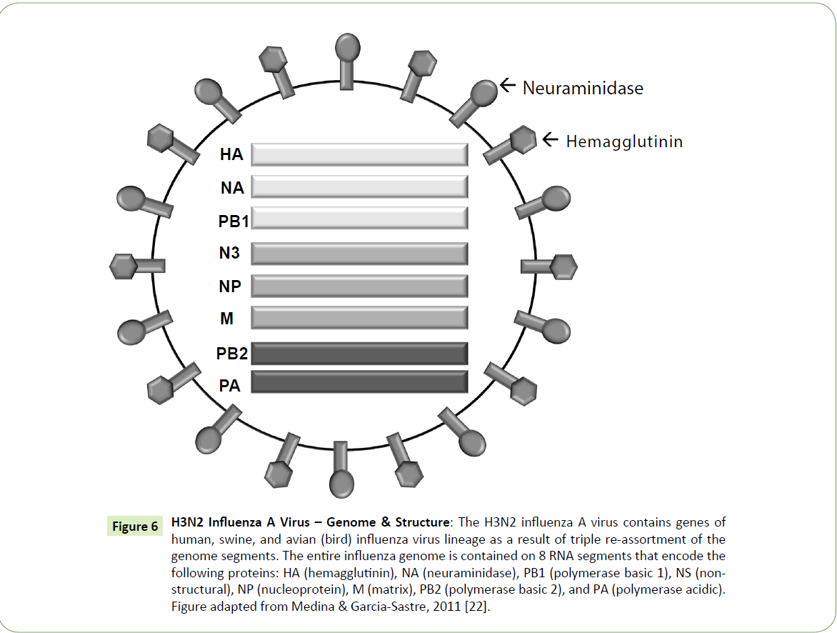 Biomedical-Sciences-influenza-virus