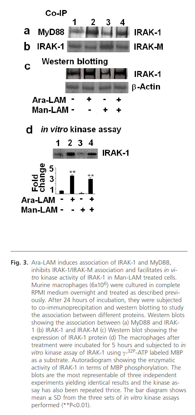 Biomedical-Sciences-kinase-assays