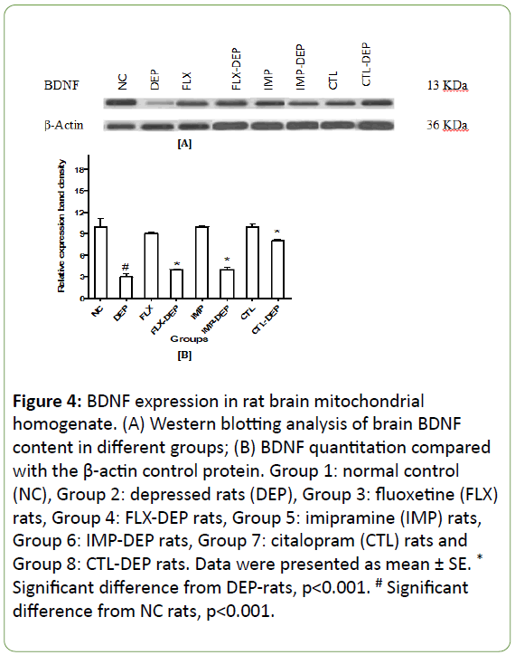 Biomedical-Sciences-mitochondrial