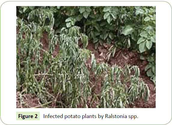 Biomedical-Sciences-potato-plants