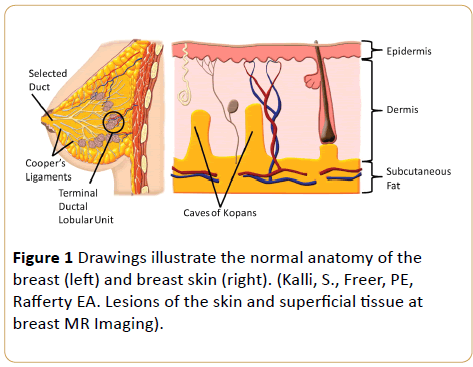 Cancer-Research-Drawings-illustrate-normal-anatomy