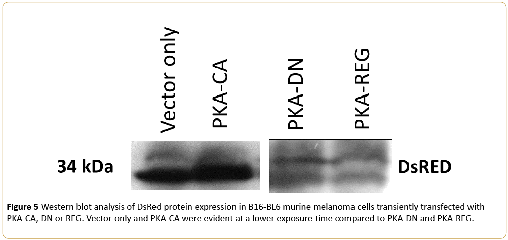 Cancer-Research-Western-blot-DsRed-protein