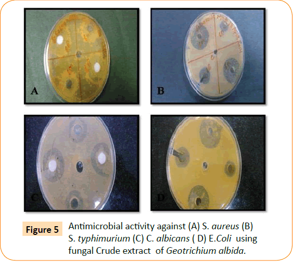 Clinical-Microbiology-Crude-extract