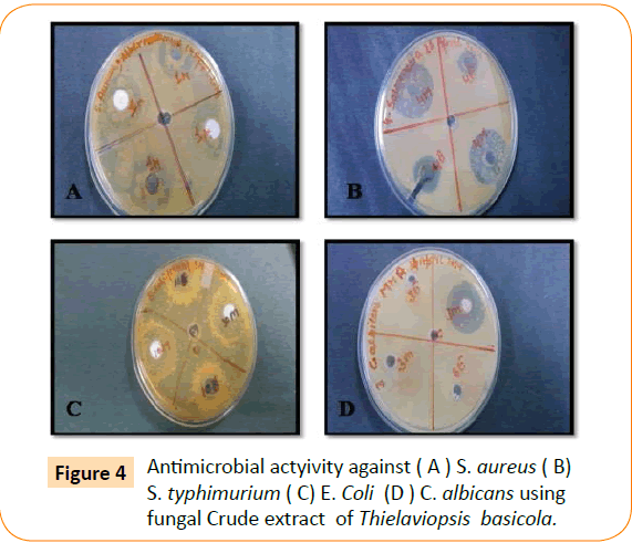 Clinical-Microbiology-Thielaviopsis-basicola