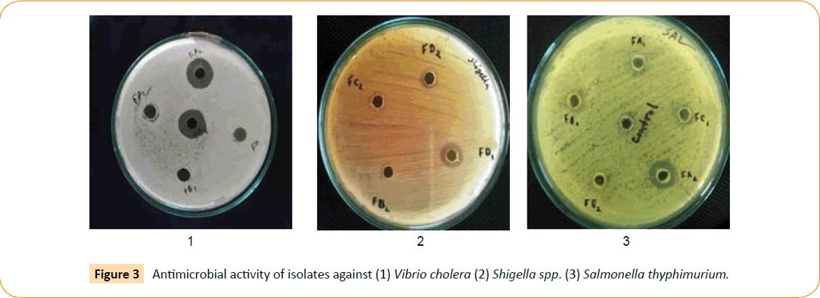 Clinical-Microbiology-Vibrio-cholera