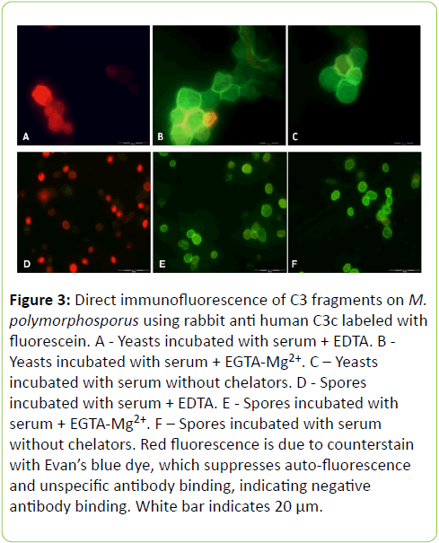 Clinical-Microbiology-White-bar