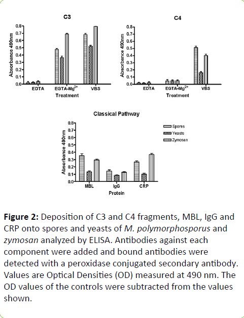 Clinical-Microbiology-bound-antibodies