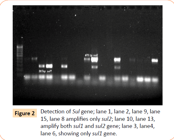 Clinical-Microbiology-lane-showing