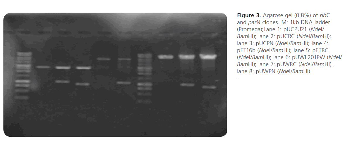 Clinical-Microbiology-parN-clones