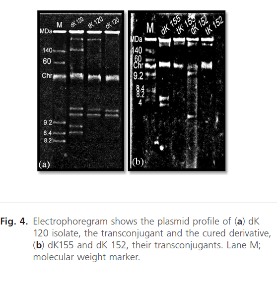 Clinical-Microbiology-plasmid-profile