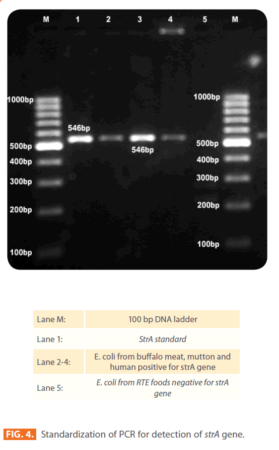 Clinical-Microbiology-strA-gene