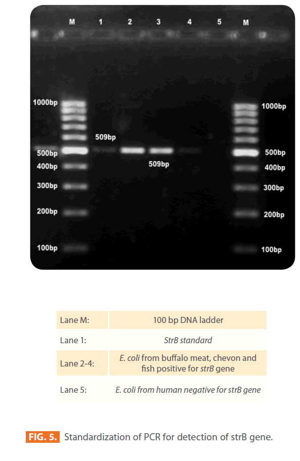 Clinical-Microbiology-strB-gene