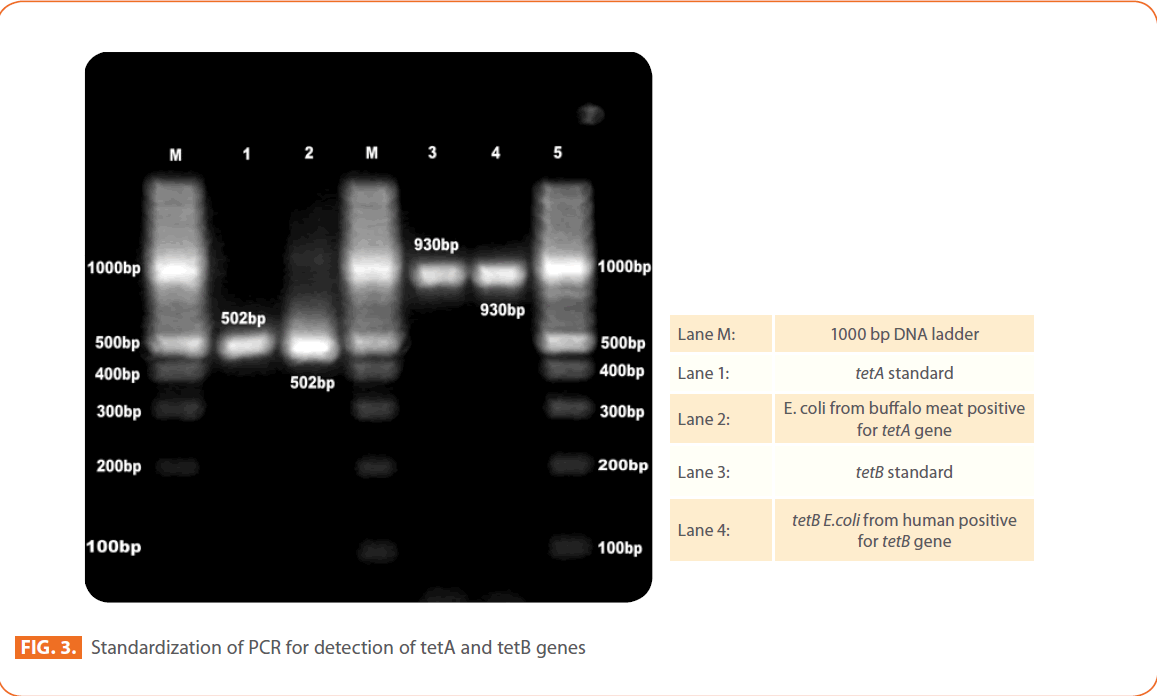 Clinical-Microbiology-tetB-genes