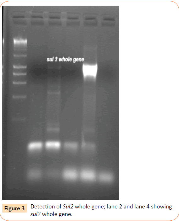 Clinical-Microbiology-whole-gene