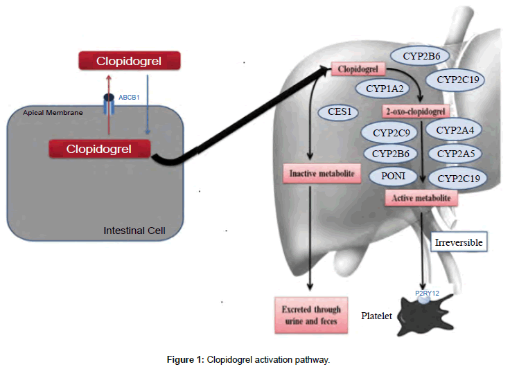 Drug-Development-Research-Clopidogrel-activation