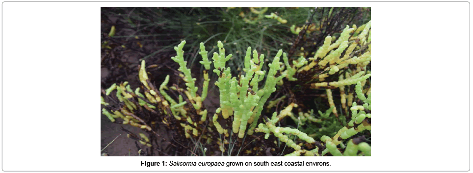 Drug-Development-Research-Salicornia-europaea