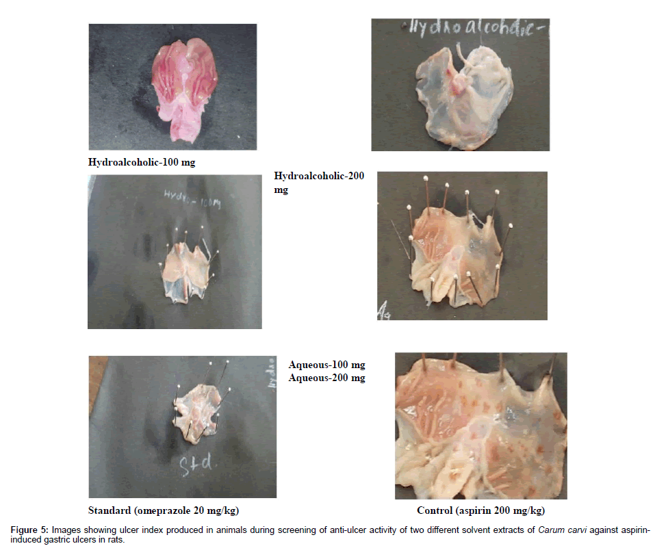 Drug-Development-Research-animals-during-screening